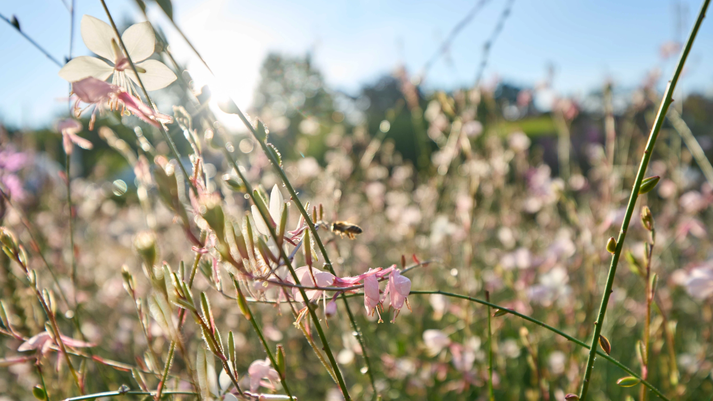 Een bij vliegt tussen bloeiende bloemen onder een heldere hemel. Nolte Keukens.
