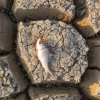Un poisson mort repose sur un sol sec et craquelé.