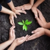 Plusieurs mains entourent un petit plant vert dans la terre.