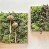 Deux cadres carrés avec mousse, capsules de pavot séchées et branches sur fond blanc.
