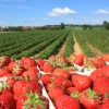 Een aardbeienveld met blauwe lucht en verse aardbeien op de voorgrond.