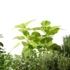 product thumbnail Nolte_Kuechen_Nische_Herbs_HER.jpg