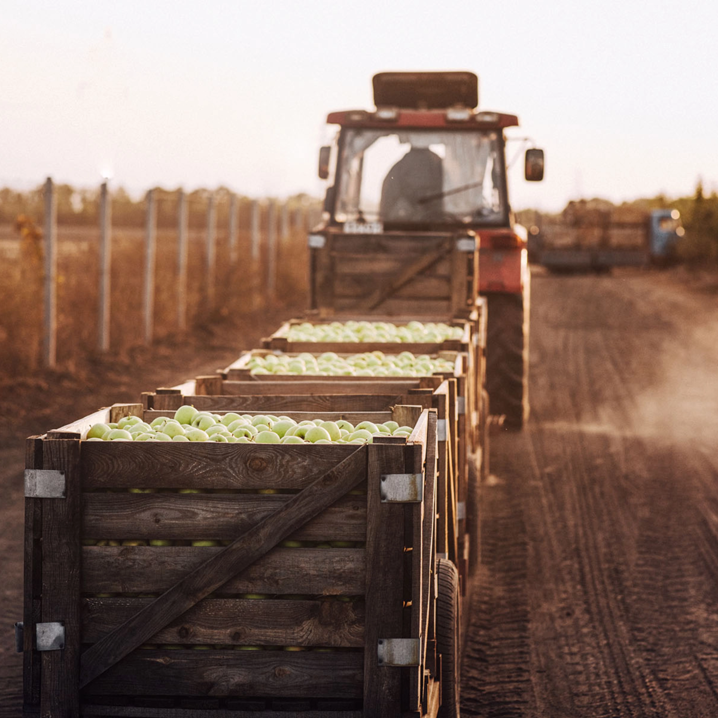 Un tracteur tire des caisses de pommes sur un chemin de campagne.