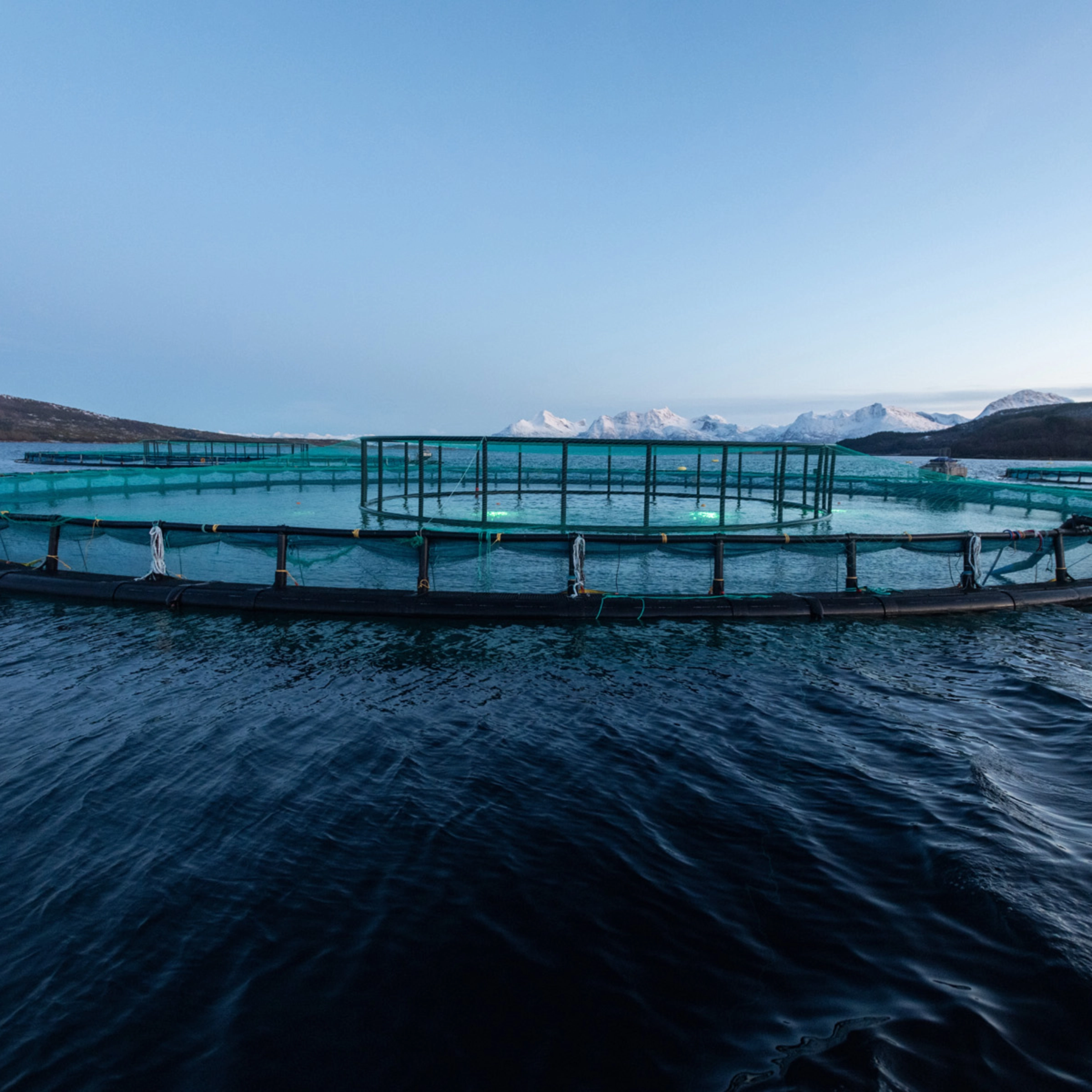 Une grande ferme piscicole ronde flotte dans les eaux calmes d'un fjord sous un ciel dégagé.