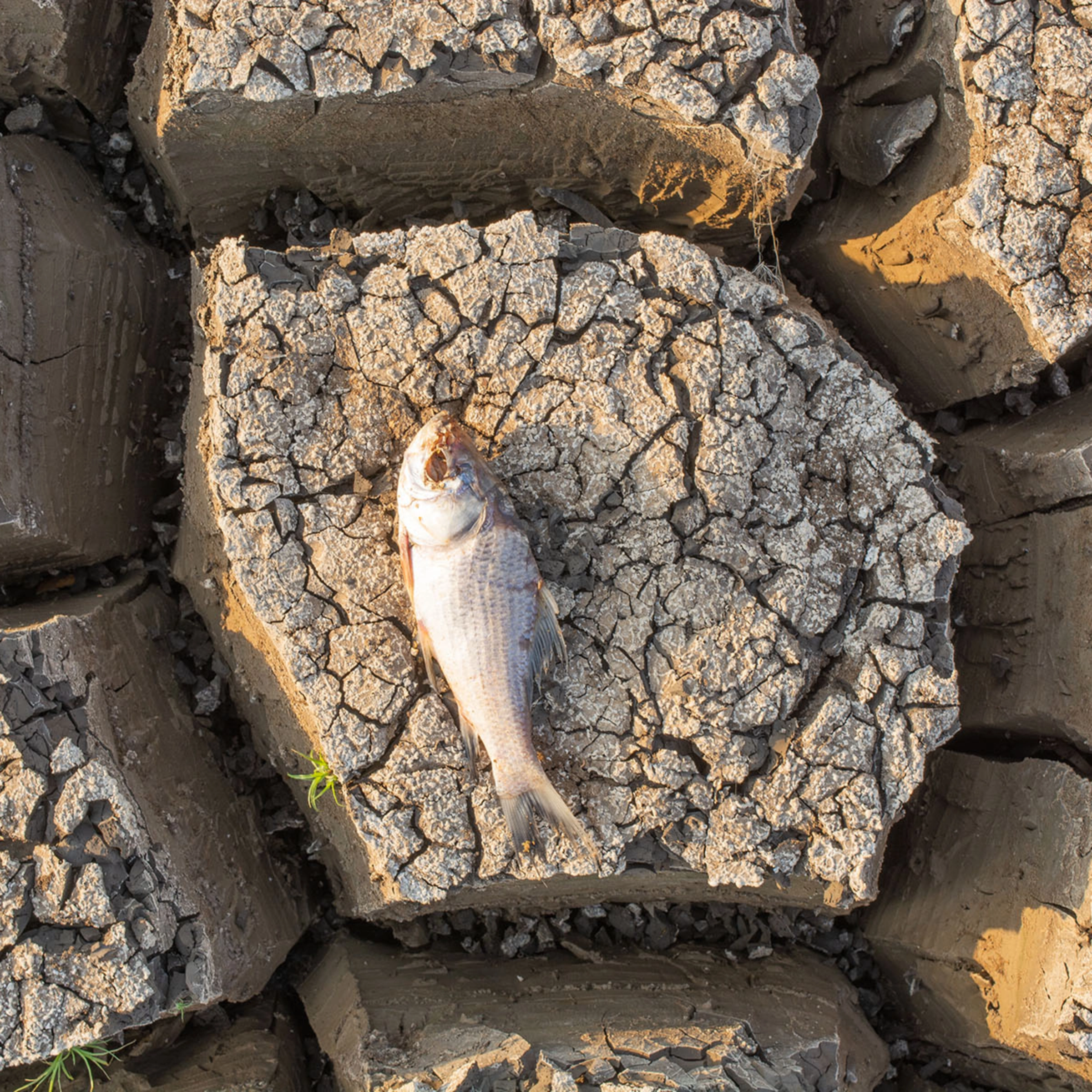 Un poisson mort repose sur un sol sec et craquelé.