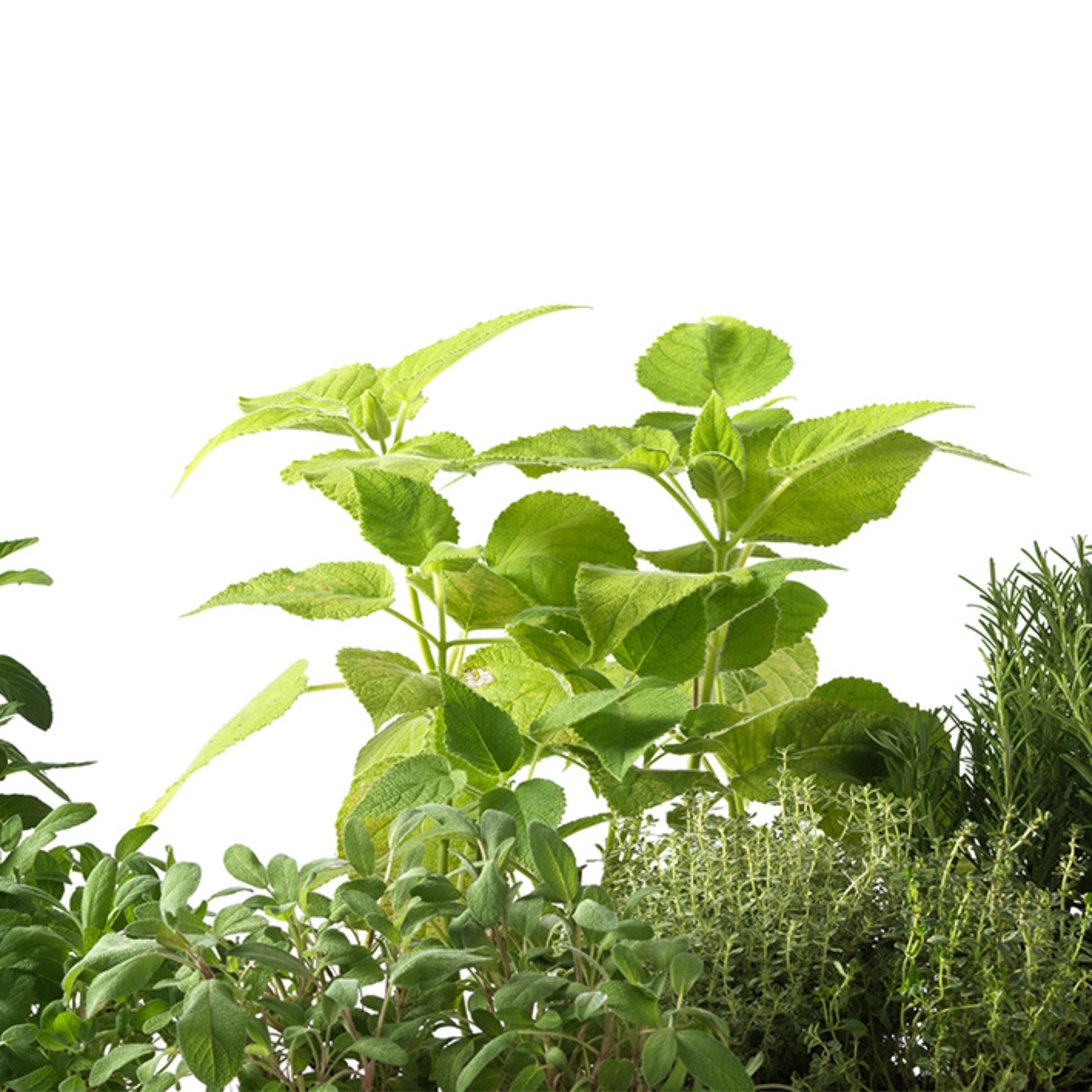 product thumbnail Nolte_Kuechen_Nische_Herbs_HER.jpg