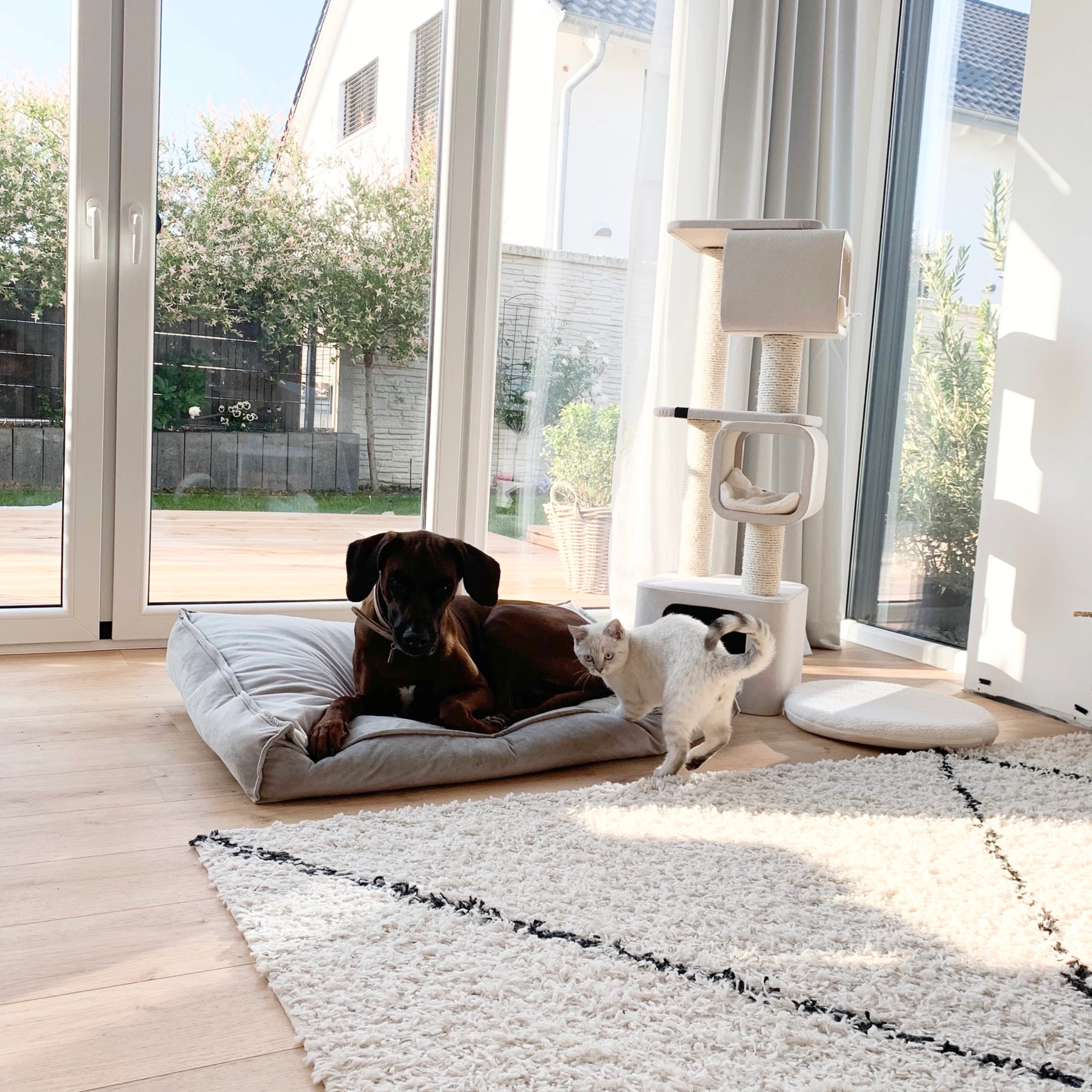 Un chien repose sur un coussin à côté d'un chat dans un salon baigné de soleil.