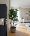 A living room with a large potted plant and modern furniture, suitable for Nolte Living.
