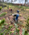Meerdere mensen planten bomen in een bosgebied.