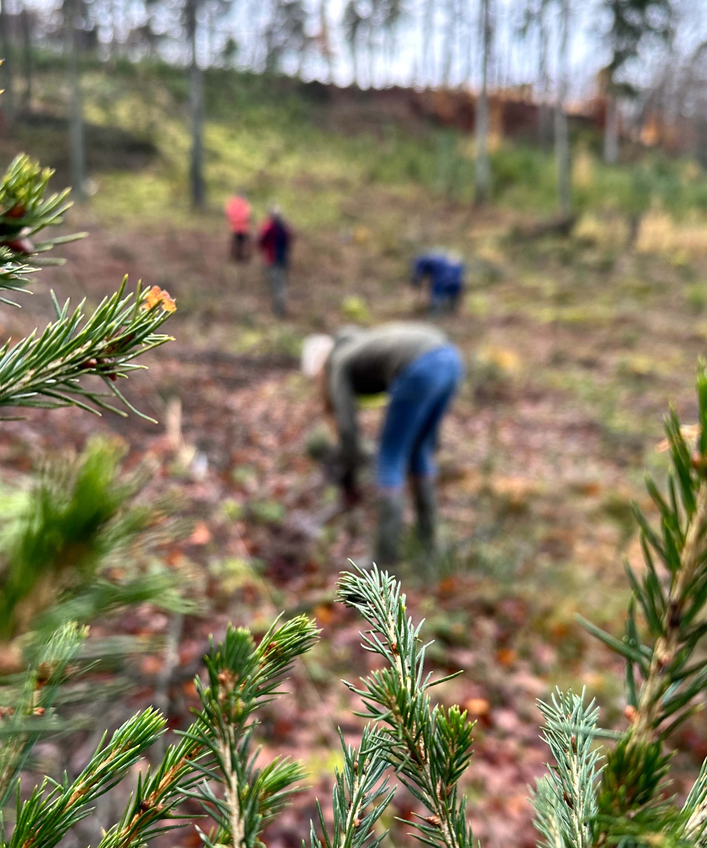 Meerdere mensen planten bomen in een bosgebied.