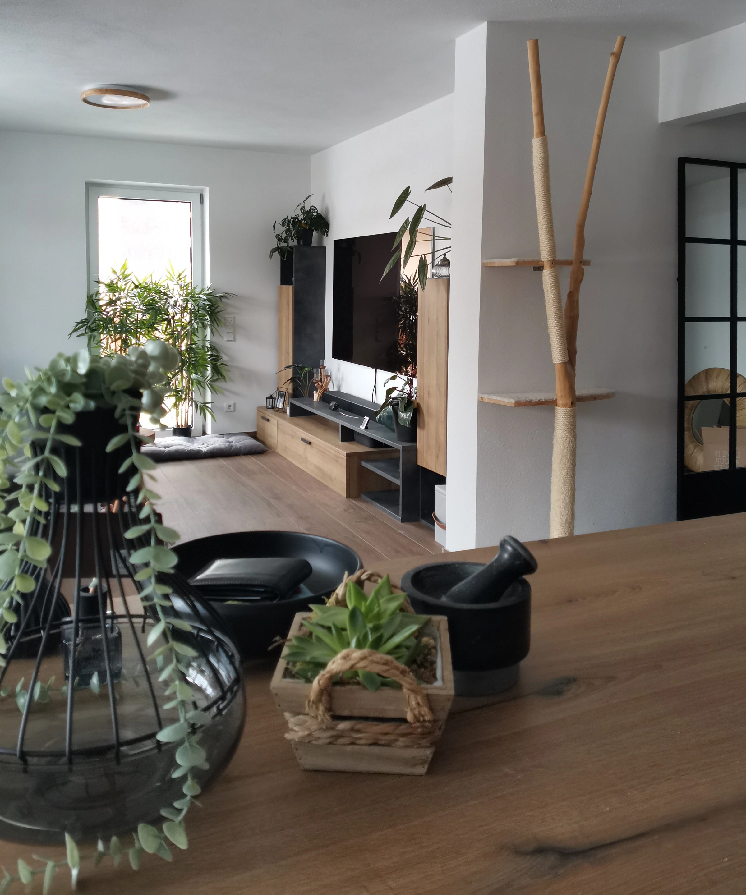 Un salon élégant avec des meubles modernes et des plantes, présenté par Nolte Living.